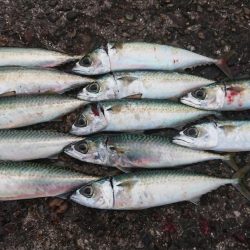 楽しいサバゲー