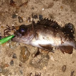 メバルプラッキング