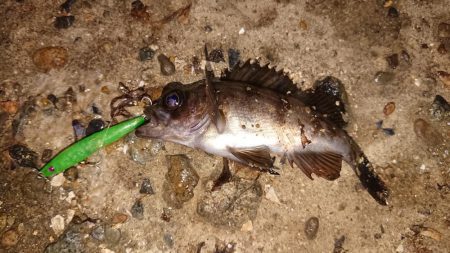 メバルプラッキング