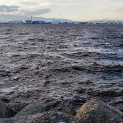 大荒れの中の一本