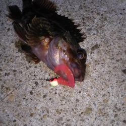 近所に湾奥ロック