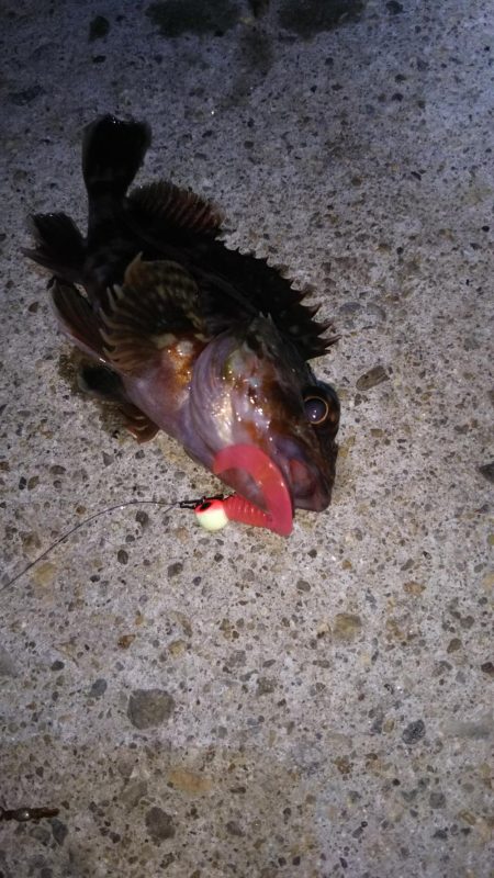 近所に湾奥ロック