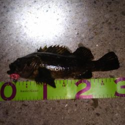 湾奥ロック＆チニング調査行ってきました