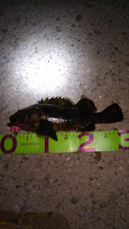 湾奥ロック＆チニング調査行ってきました