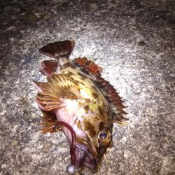 神戸湾奥ロック