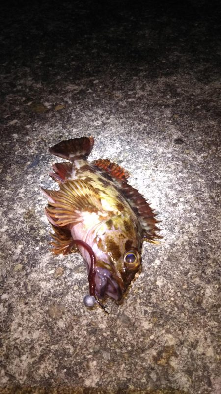 神戸湾奥ロック