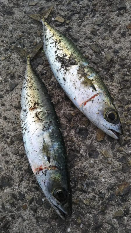 寒サバ狙いでショアジギサビキ