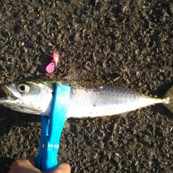 デイシーバスのつもりが…