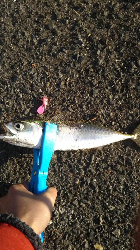 デイシーバスのつもりが…