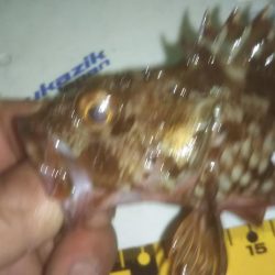 撃沈メバリング