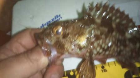 撃沈メバリング