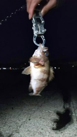 メバリング渋かったです