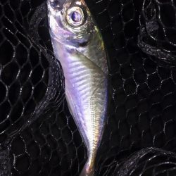 真冬に逆戻り？