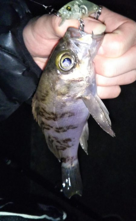 プラグでメバル