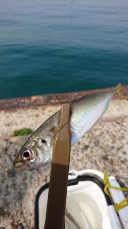 深日港 入れ食いサビキ！