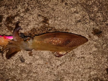 好状況ながら渋い