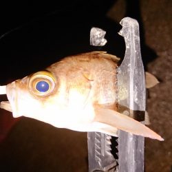 相も変わらずの貧果