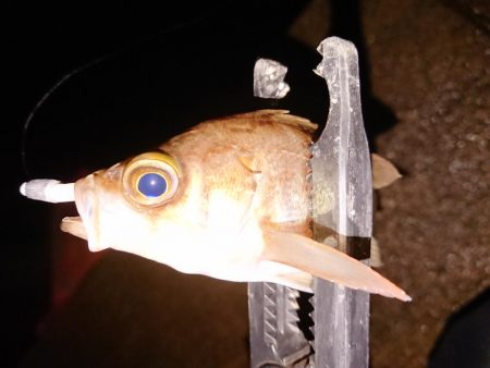 相も変わらずの貧果