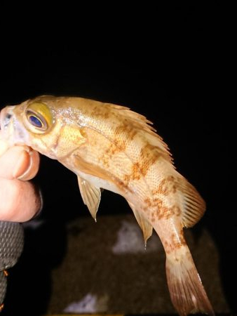 強風の中チビのみ