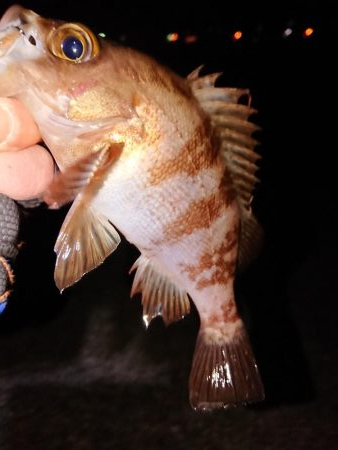 久々良型メバル