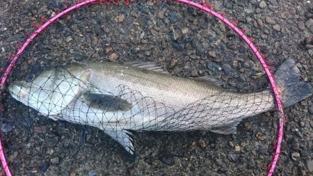 イチロースズキ