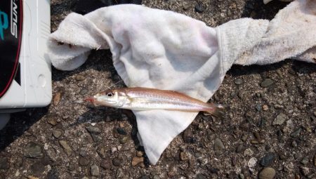 今回も播磨新島へキス釣査