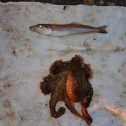 播磨新島でキス釣り