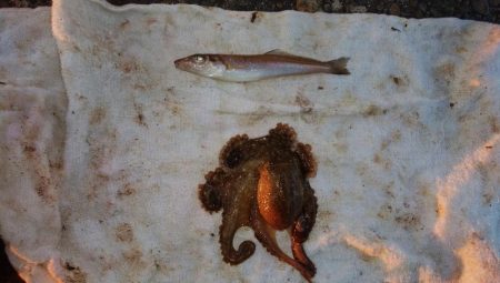 播磨新島でキス釣り