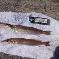 今日も播磨新島