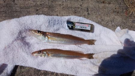 今日も播磨新島