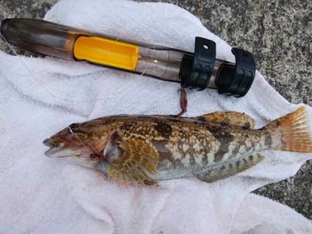 播磨新島でキス釣り