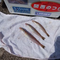 播磨新島のキス釣り
