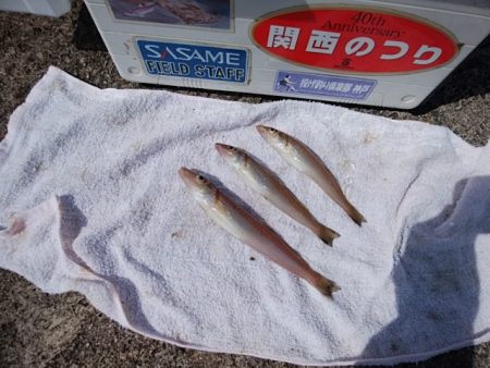播磨新島のキス釣り