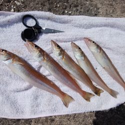 久々に良型キス５匹