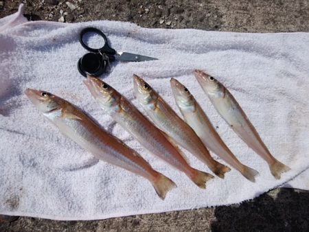 久々に良型キス５匹