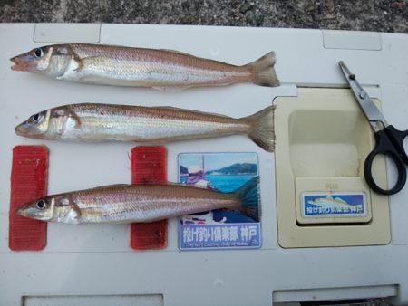 播磨新島のキス情報