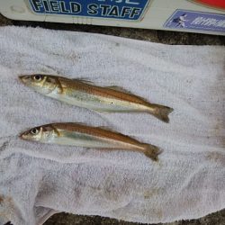 播磨新島のキス情報