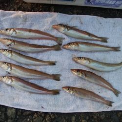 播磨新島のキス情報