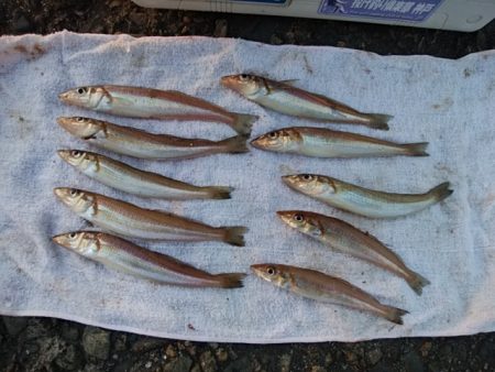 播磨新島のキス情報