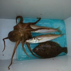 播磨新島のキス情報