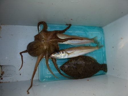 播磨新島のキス情報