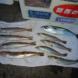 大荒れの播磨新島でキス爆釣