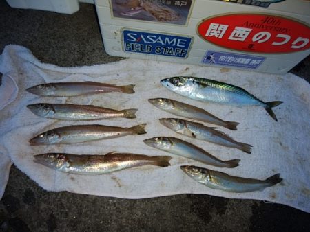 大荒れの播磨新島でキス爆釣