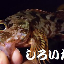 久しぶりに釣り。　アジを狙いましたが・・・