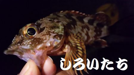 久しぶりに釣り。　アジを狙いましたが・・・…