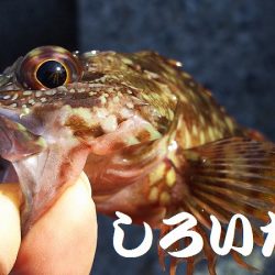 シラサでつり。