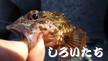 シラサでつり。