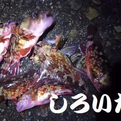 今日もガッシーがお相手。