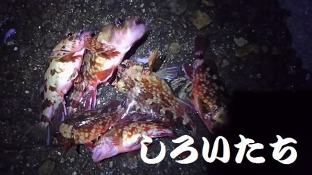 今日もガッシーがお相手。