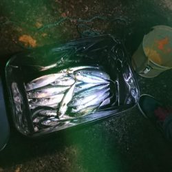 五目を求めて釣り旅、達成なり